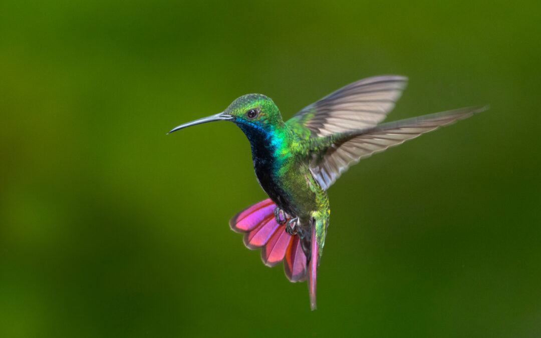 Being like the Hummingbirds on World Water Day